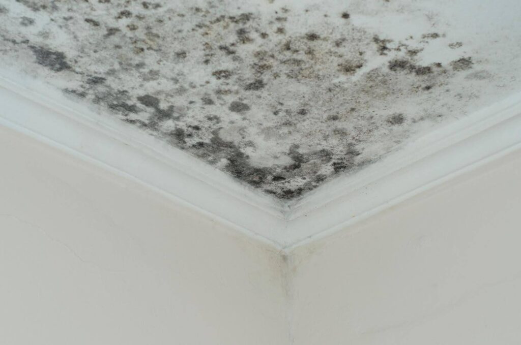 Close-up of mold growth on a ceiling corner, showing why cleaning tips are essential to prevent mold, bacteria, and allergies in senior homes.